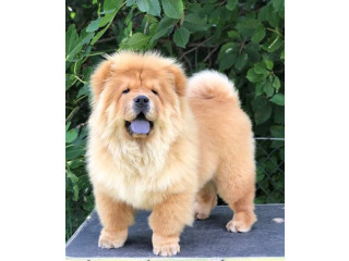 Chow Chow / Čau Čau štenci