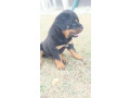rotvajler-stenad-small-2