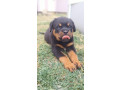 rotvajler-stenad-small-0