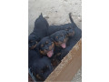 rotvajler-stenad-small-3