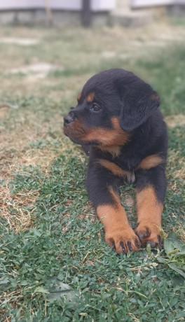 rotvajler-stenad-big-1