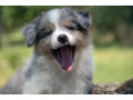border-koli-border-collie-stenad-small-2