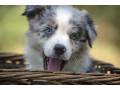 border-koli-border-collie-stenad-small-4