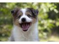 border-koli-border-collie-stenad-small-0