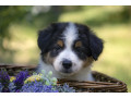 border-koli-border-collie-stenad-small-1