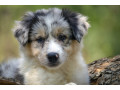 border-koli-border-collie-stenad-small-3