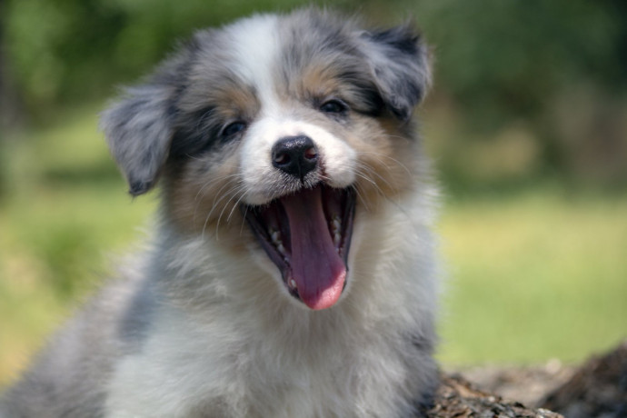 border-koli-border-collie-stenad-big-2