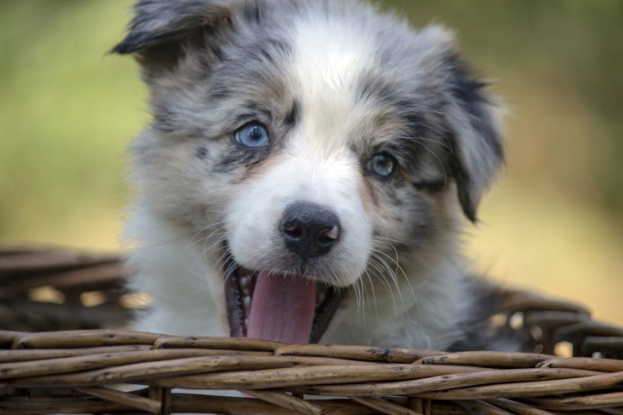 border-koli-border-collie-stenad-big-4