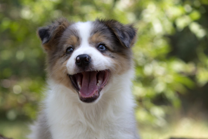 border-koli-border-collie-stenad-big-0