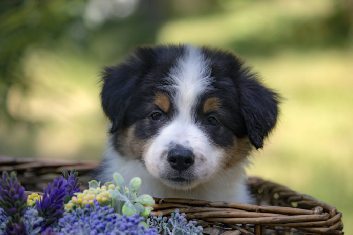 border-koli-border-collie-stenad-big-1