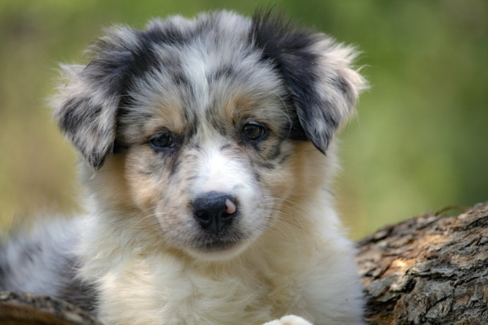 border-koli-border-collie-stenad-big-3