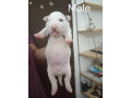 sinai-state-kennel-new-litter-small-2