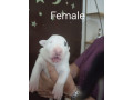 sinai-state-kennel-new-litter-small-0