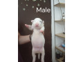 sinai-state-kennel-new-litter-small-4