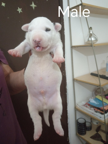 sinai-state-kennel-new-litter-big-2