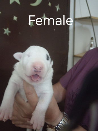 sinai-state-kennel-new-litter-big-0