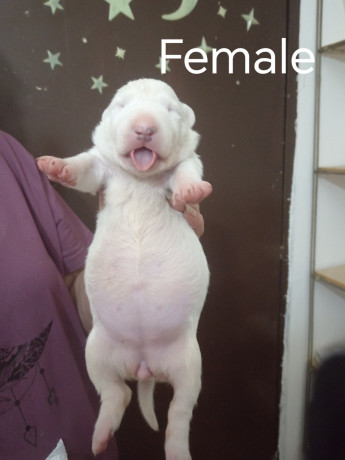 sinai-state-kennel-new-litter-big-1