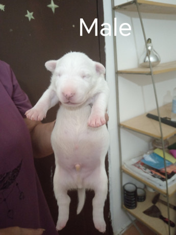 sinai-state-kennel-new-litter-big-3