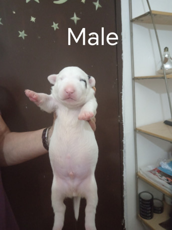sinai-state-kennel-new-litter-big-4