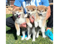 stenci-akita-inu-japanski-small-3