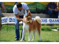 stenci-akita-inu-japanski-small-2