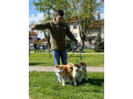 stenci-akita-inu-japanski-small-0
