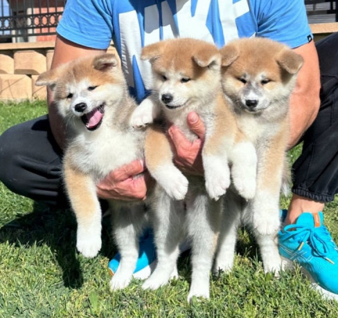 stenci-akita-inu-japanski-big-3