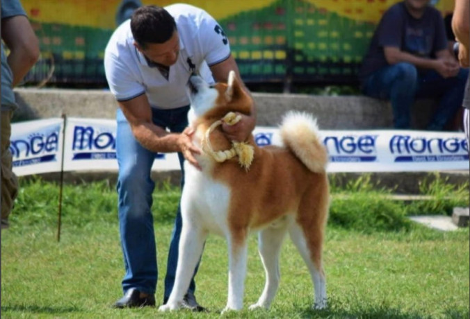 stenci-akita-inu-japanski-big-2