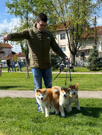 stenci-akita-inu-japanski-big-0