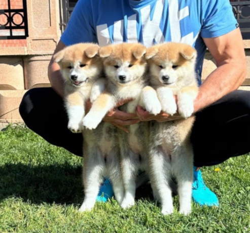 stenci-akita-inu-japanski-big-4