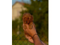 toy-i-mini-pudle-small-2