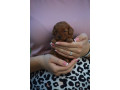 toy-i-mini-pudle-small-3
