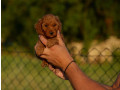toy-i-mini-pudle-small-0