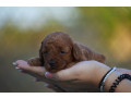 toy-i-mini-pudle-small-4