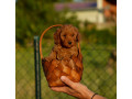 toy-i-mini-pudle-small-1