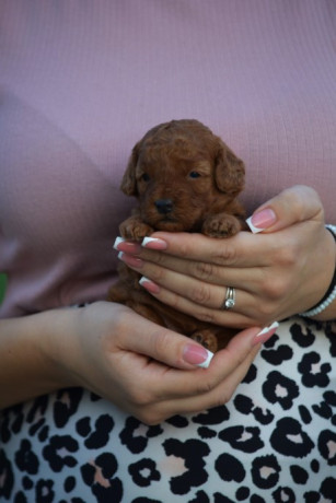 toy-i-mini-pudle-big-3