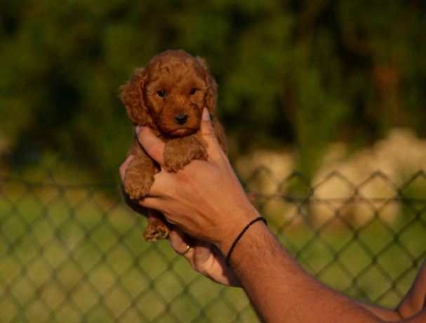 toy-i-mini-pudle-big-0