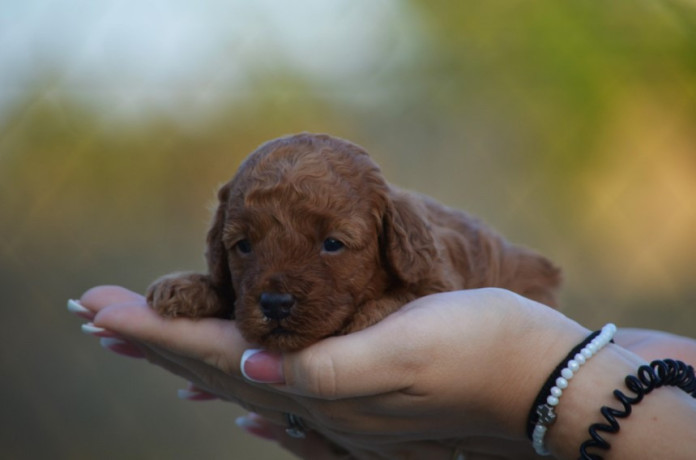 toy-i-mini-pudle-big-4
