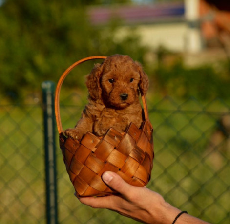 toy-i-mini-pudle-big-1