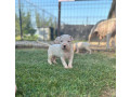 dogo-argentino-stenci-small-1