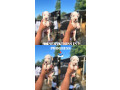 dogo-argentino-stenci-small-2