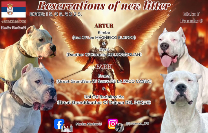 dogo-argentino-stenci-big-0