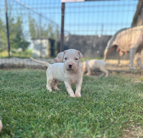 dogo-argentino-stenci-big-1