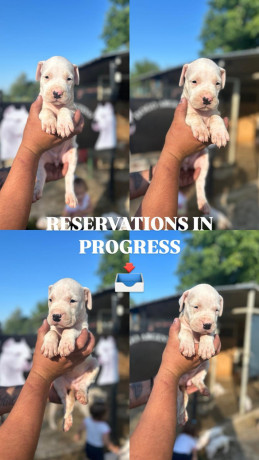 dogo-argentino-stenci-big-2