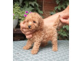 pudle-toy-i-patiljaste-small-3