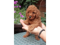 pudle-toy-i-patiljaste-small-0