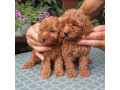 pudle-toy-i-patiljaste-small-1