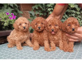pudle-toy-i-patiljaste-small-4