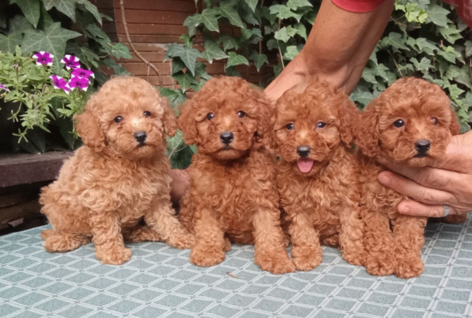 pudle-toy-i-patiljaste-big-4