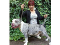 american-bully-small-4